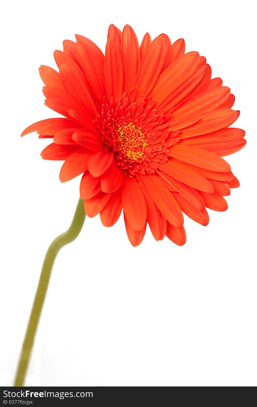 Red gerber daisy on white background. Shallow depth of field