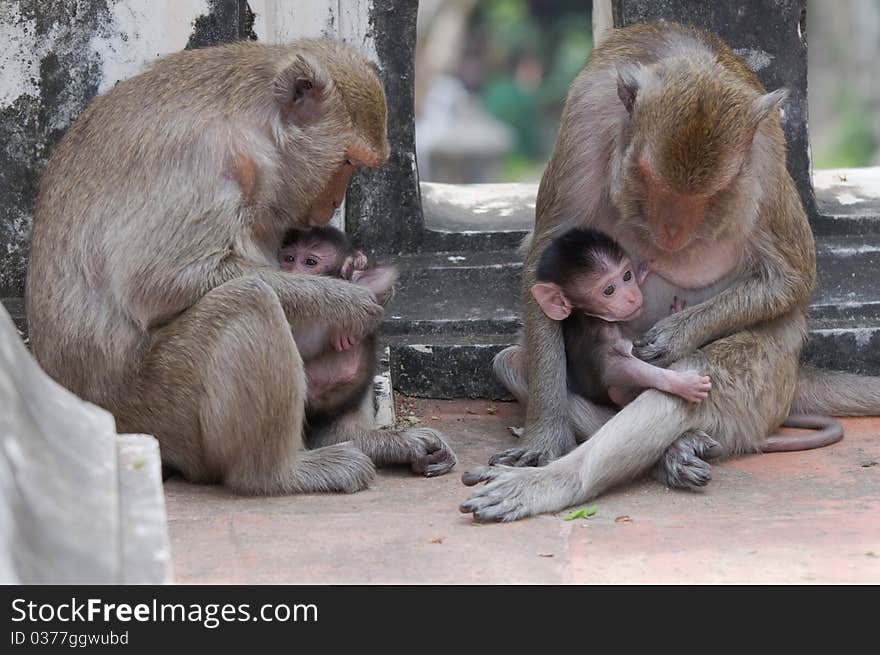 Close-up Macaque mother with ape baby. Close-up Macaque mother with ape baby.