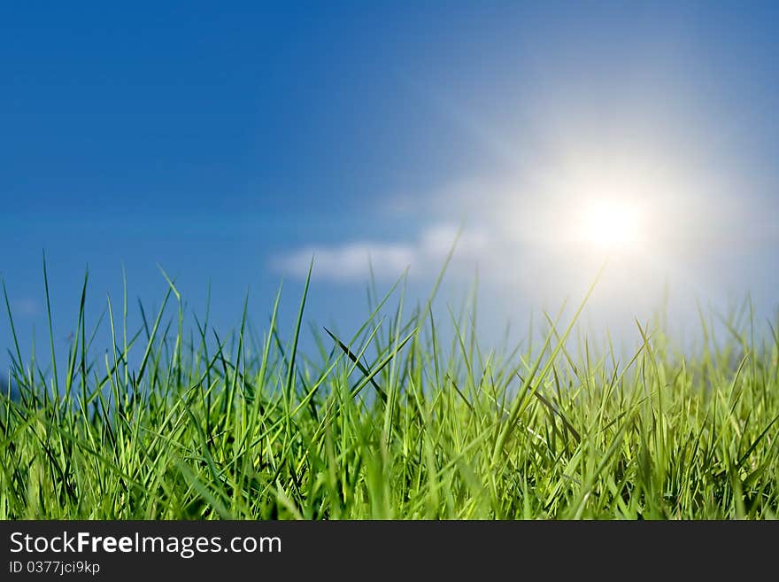 Green grass and sun in blue sky