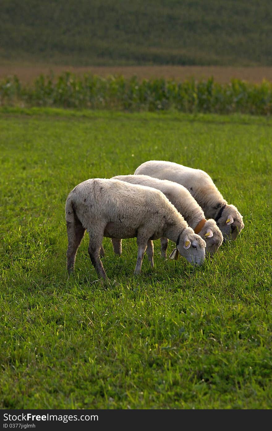 Three Sheeps on pasture on green grass