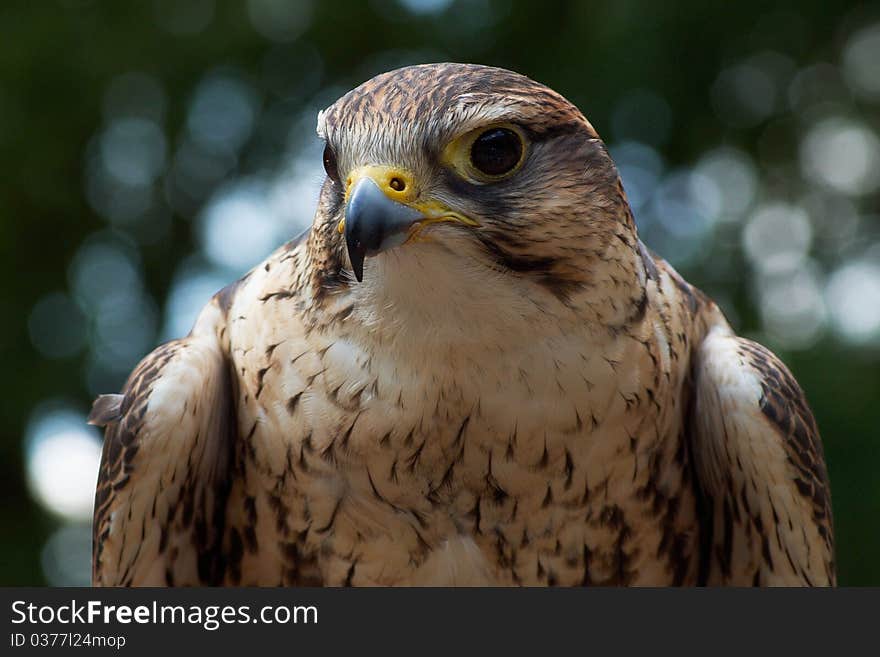 A beautifull saker falcon is looking at us