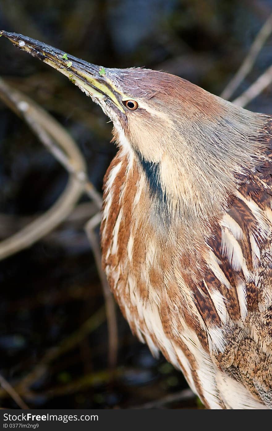 American Bittern