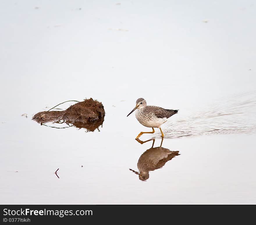 Greater Yellowlegs