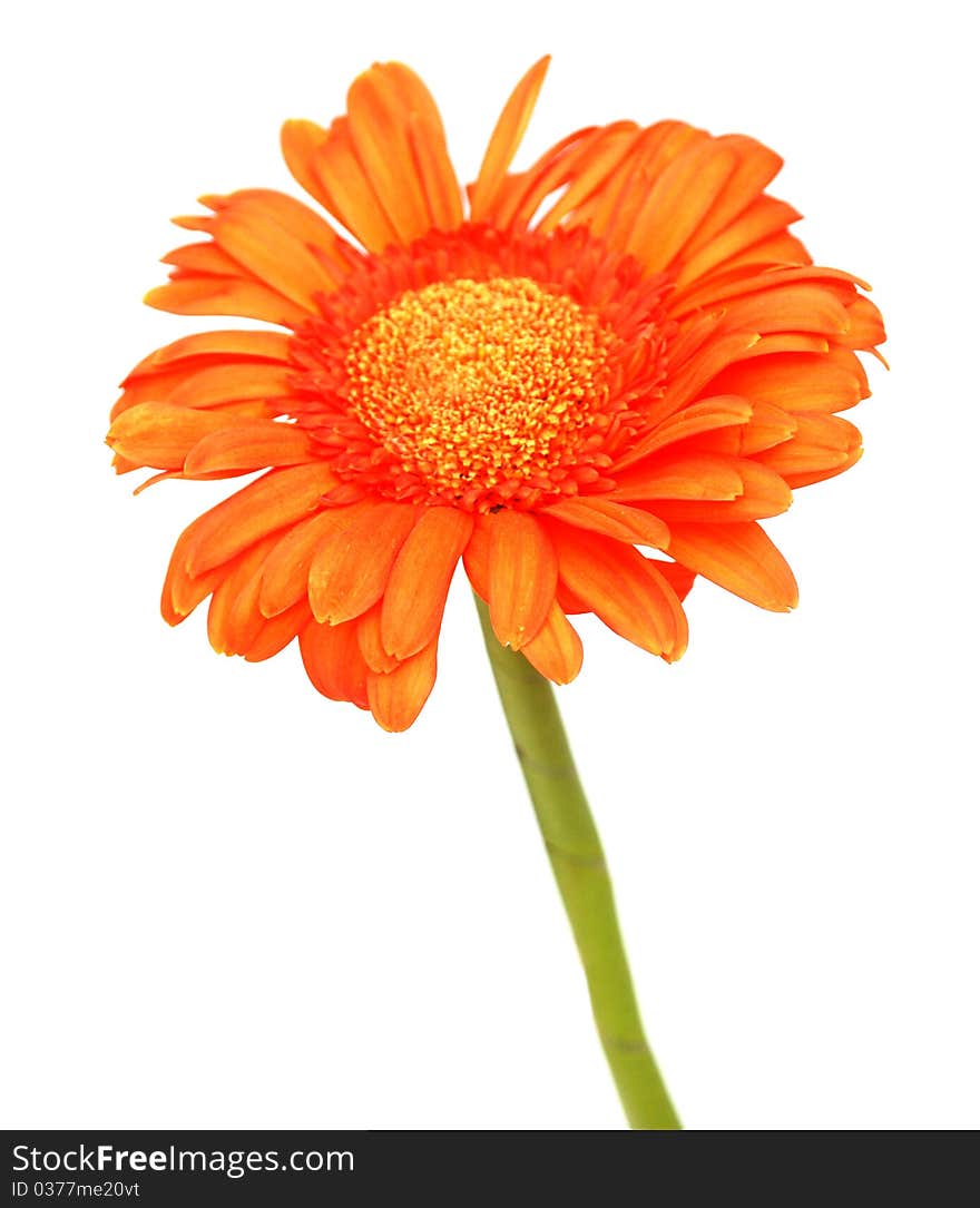 An gerbera daisy bloom isolated