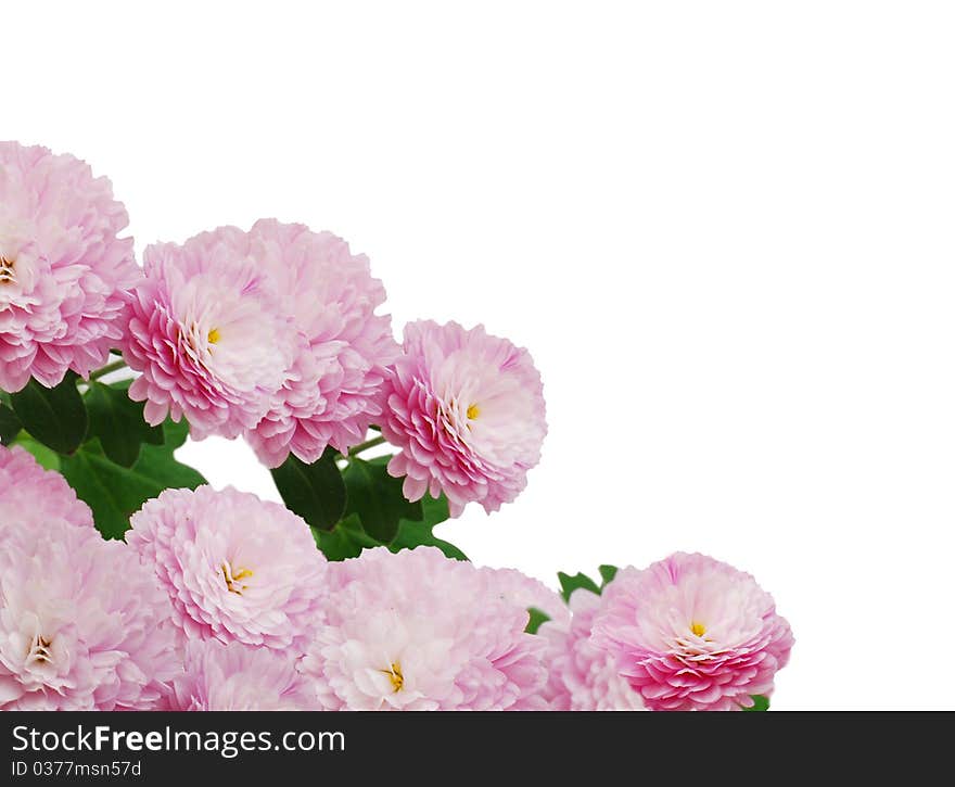 Pink daisy flowers isolated on white - close-ups