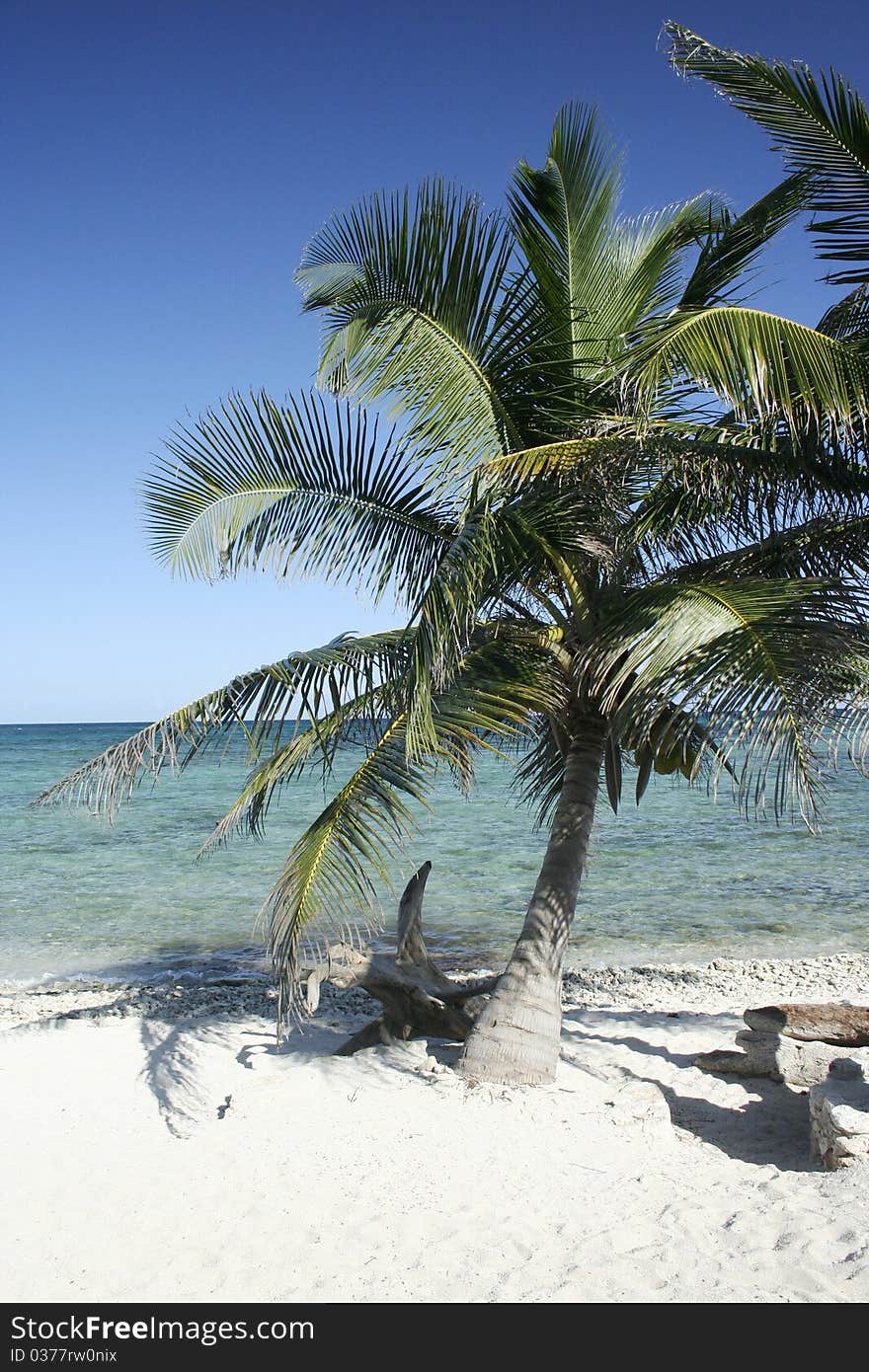 Lone palm tree on beach at Mexican resort