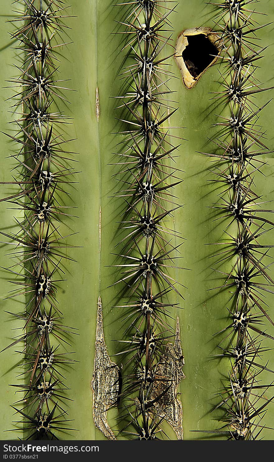 Close up view of a cactus showing the pattern and texture.