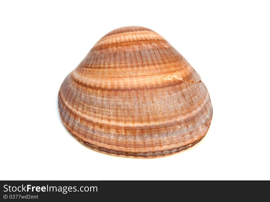 Sea shell isolated on the white background. Sea shell isolated on the white background.