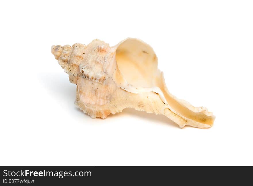 Sea shell isolated on the white background. Sea shell isolated on the white background.