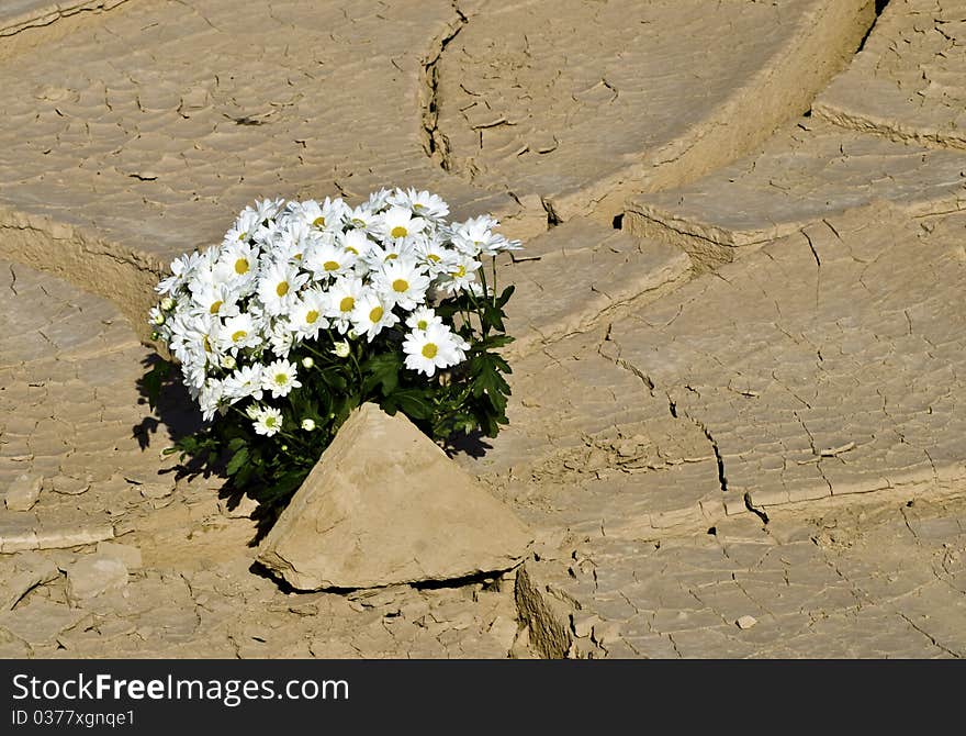 Camomiles in desert