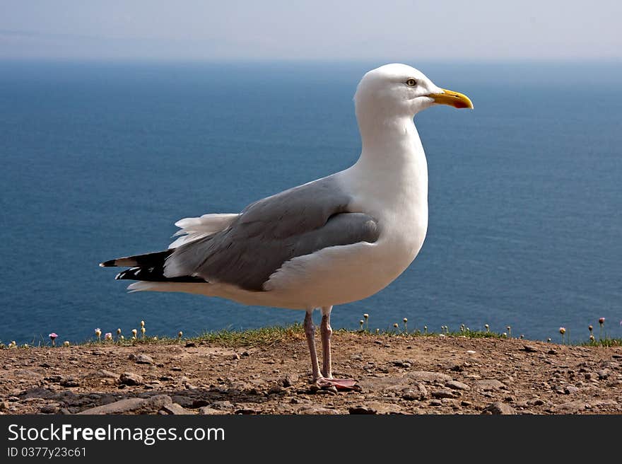 Atlantic seagull