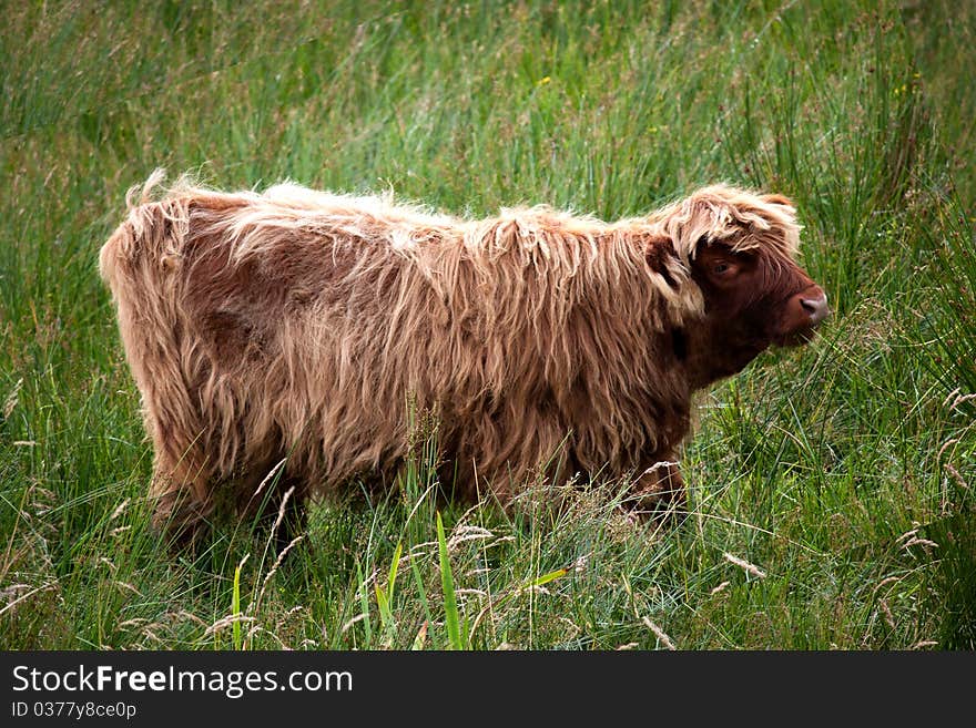 Young scottish Highlandcattle