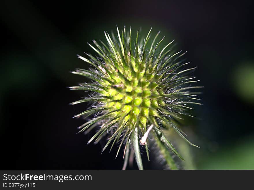 A Thistle