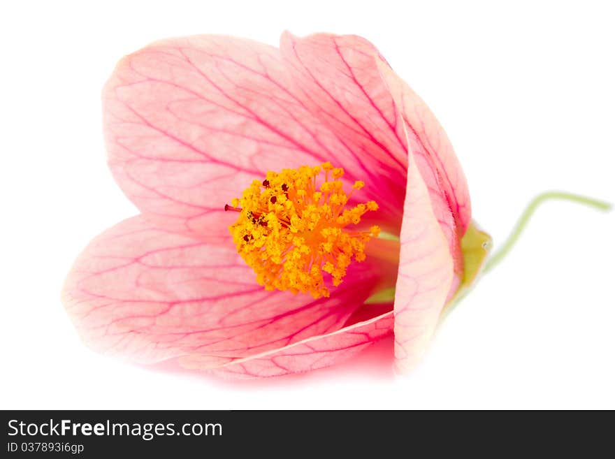 Close-up pink flower, isolated on white