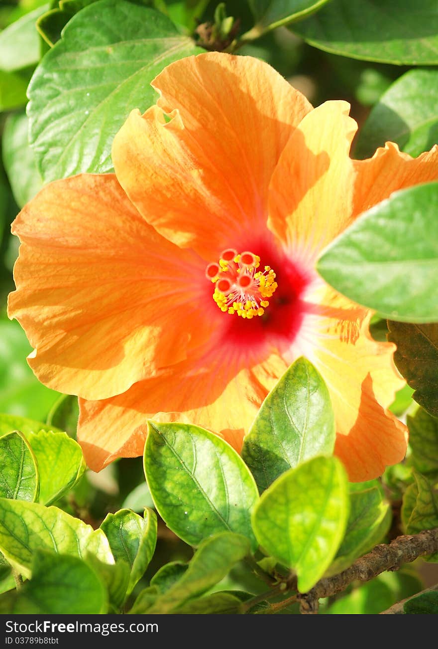 Orange  Mediterranean hibiscus