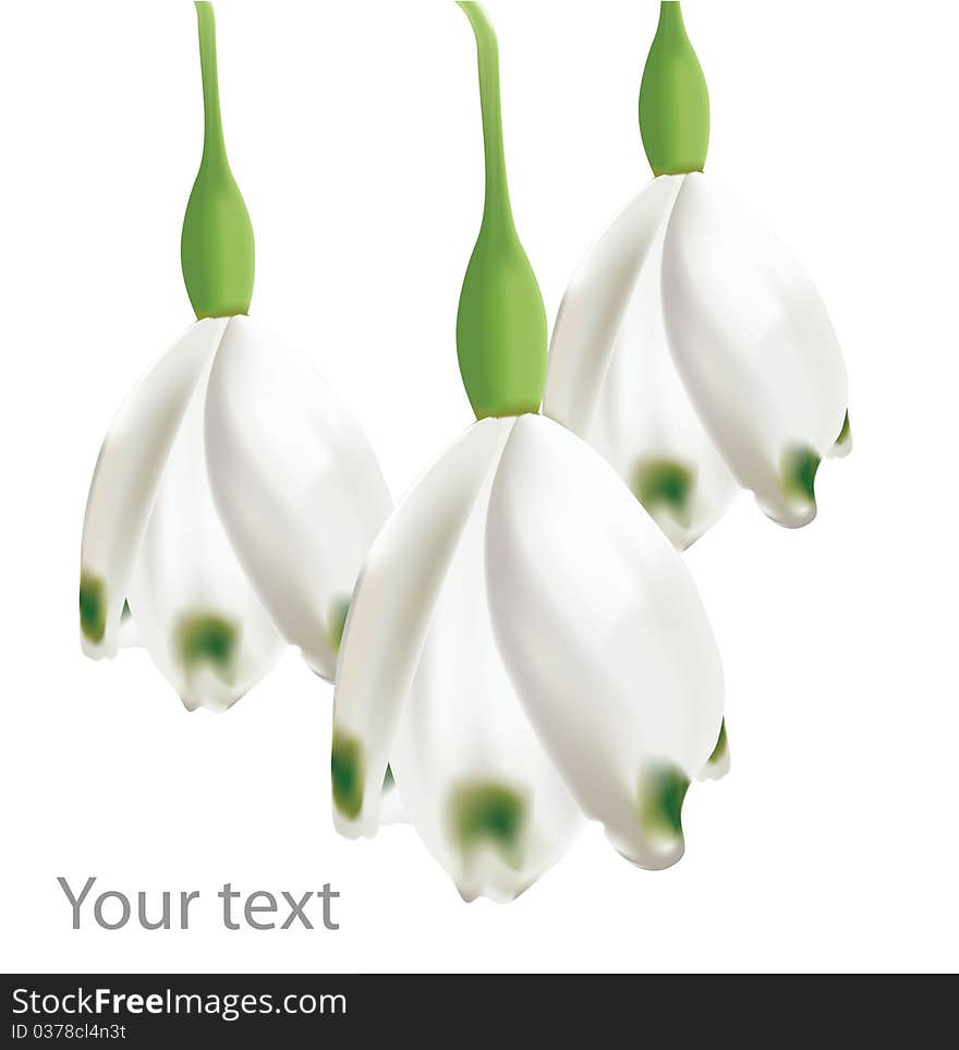 Background with flowers on white. Background with flowers on white