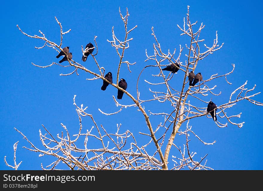 Rooks In Tree In Winter