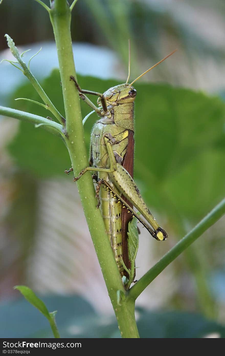 Grasshopper