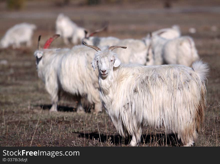 Smiling White Goat