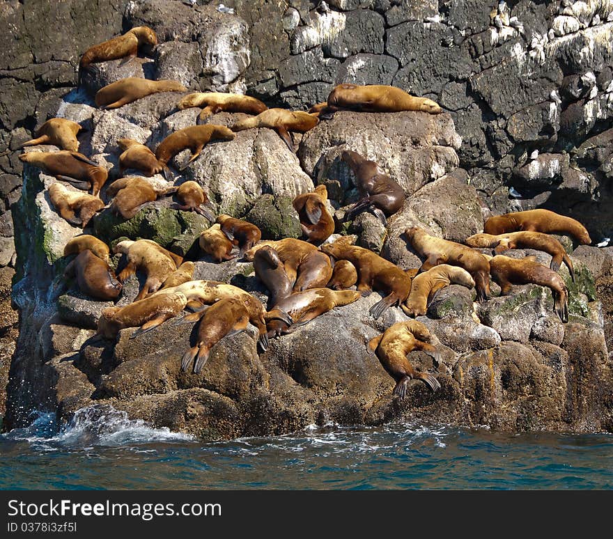 A group of golden brown sea lions sunning themselves on rocks by the water in Alaska.