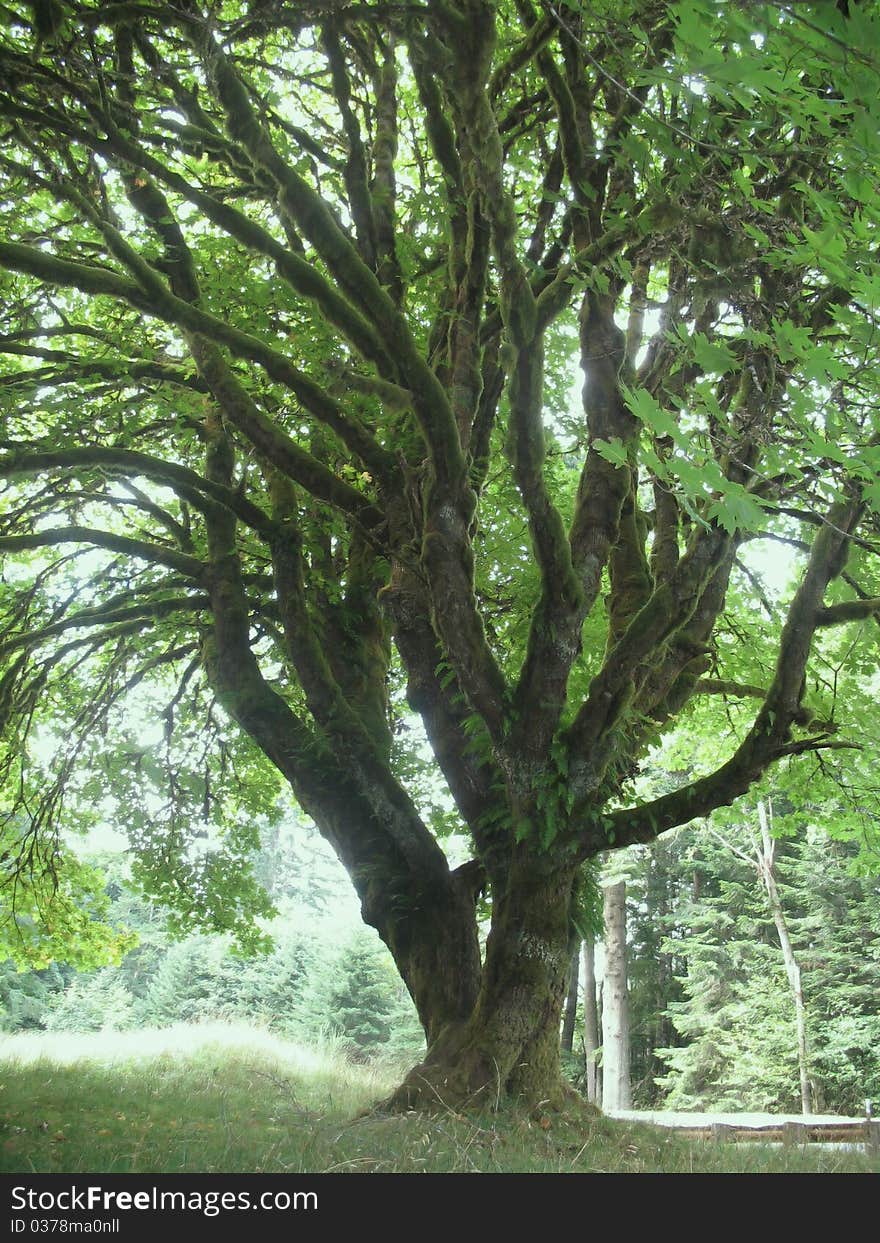 Entangled Tree