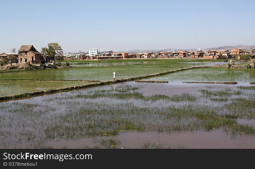 Rice paddies near Antananarivo - Madagascar. Rice paddies near Antananarivo - Madagascar