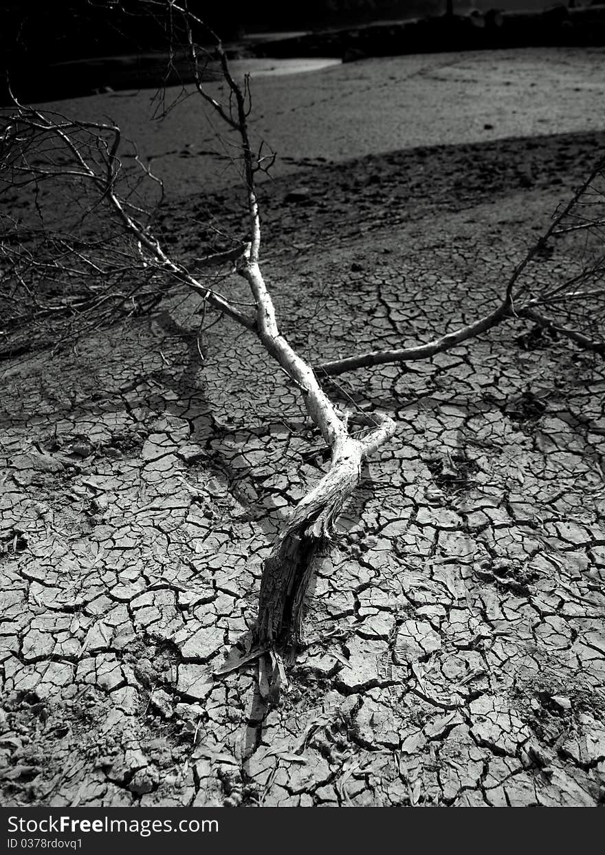 Dry Land and tree BW