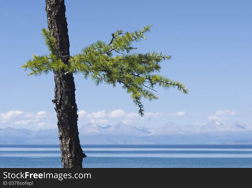 Young larch on a shore