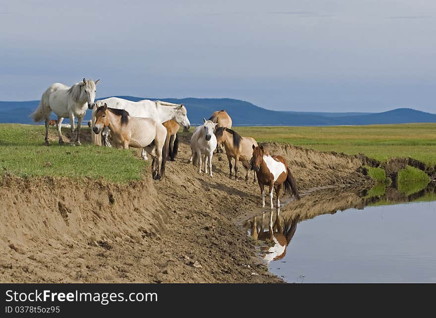 Horses on mongolian lake shore. Horses on mongolian lake shore