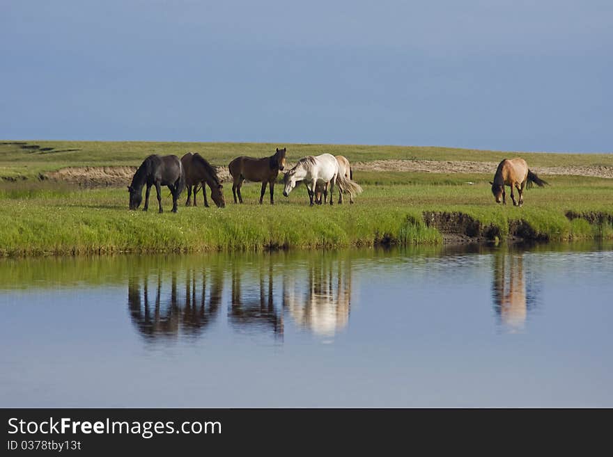 Horses on mongolian lake shore. Horses on mongolian lake shore