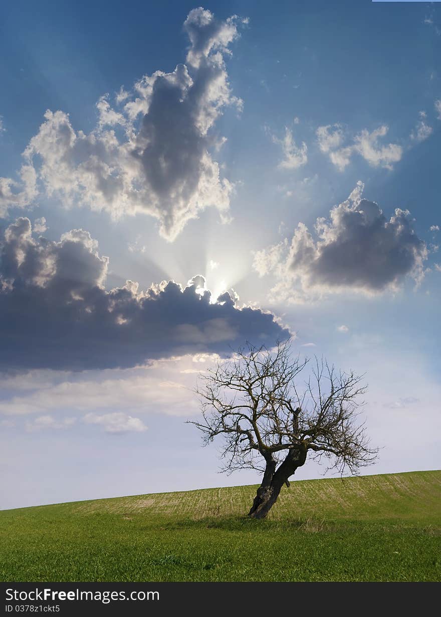 Dried up tree