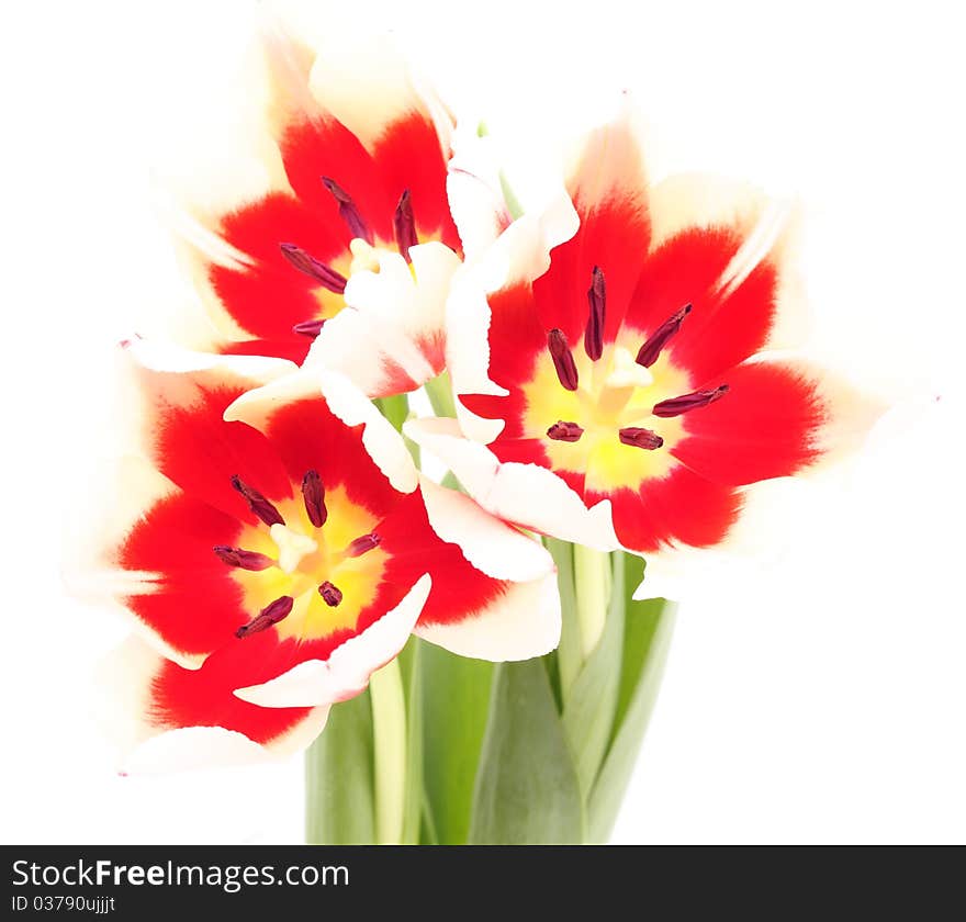 Spring tulip on a white background