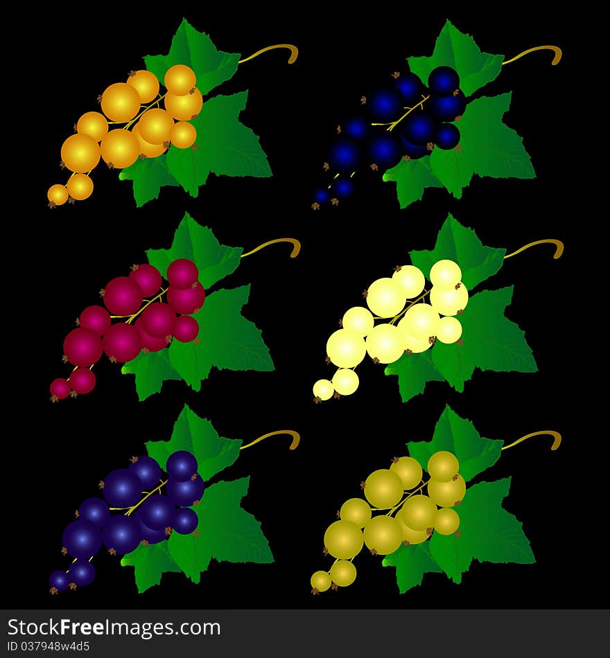 Currant of different colors