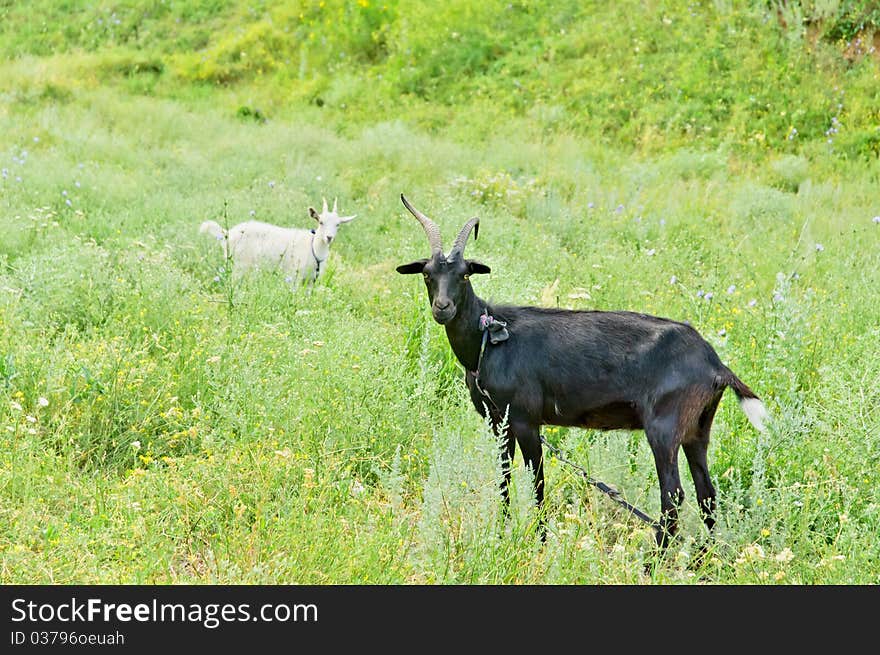 Two Goats (black And White)