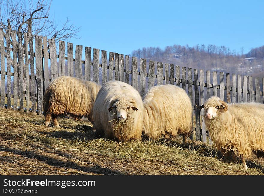 Flock of sheep outoors on a winter day