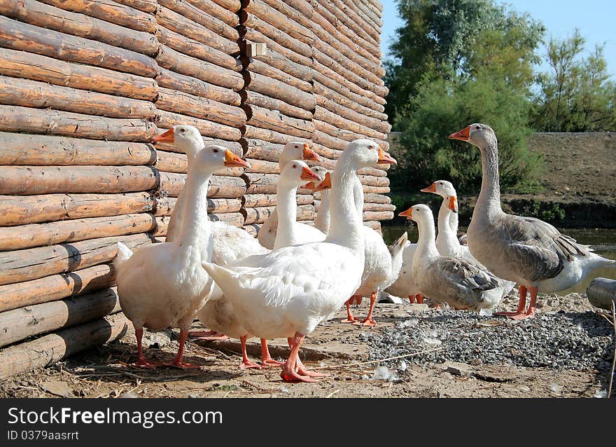 White domestic geese