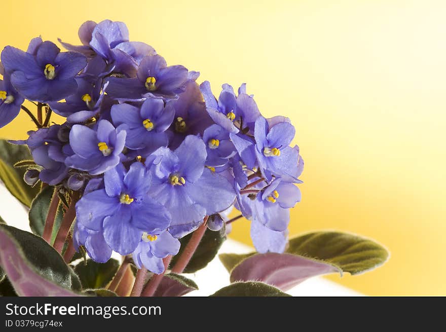 Violet viola flowers over yellow background with copyspace