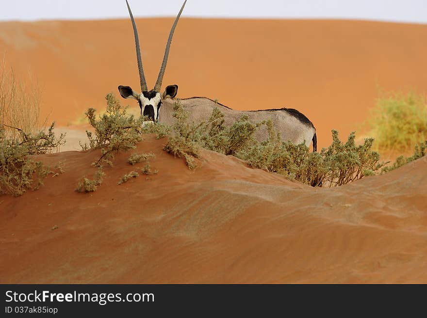 Single oryx standing in the deserts, Africa