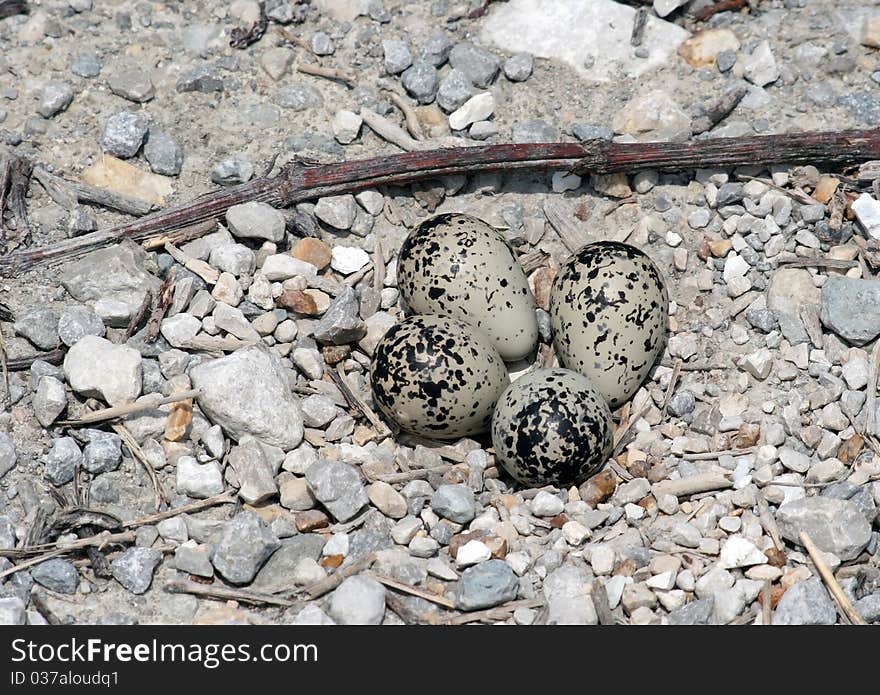 Killdeer eggs