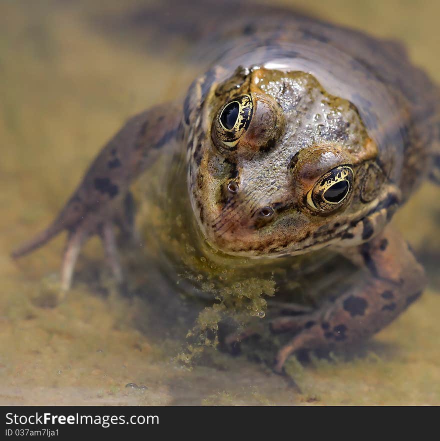 Frog head