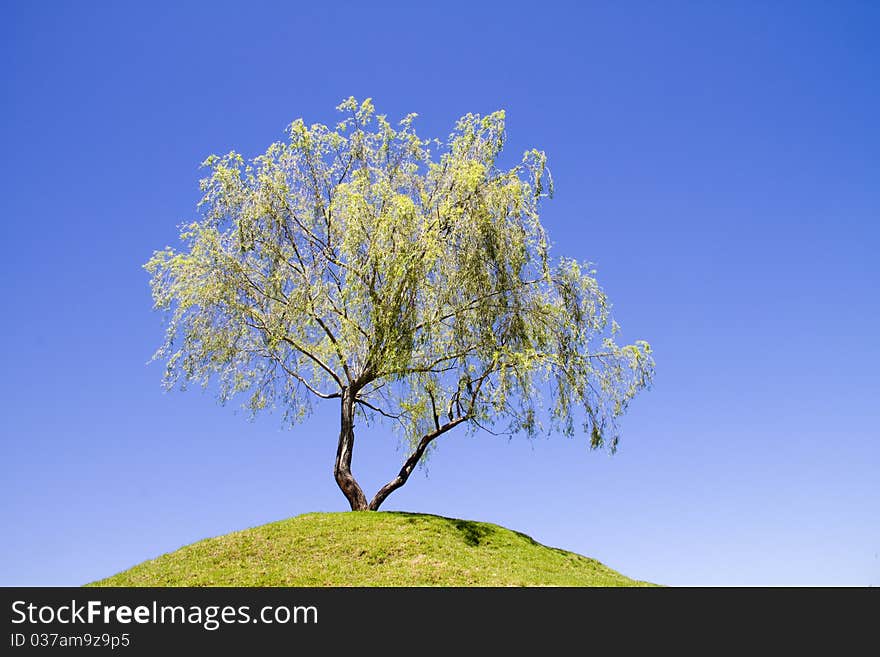 Isolated Weeping Willow Tree On A Hill