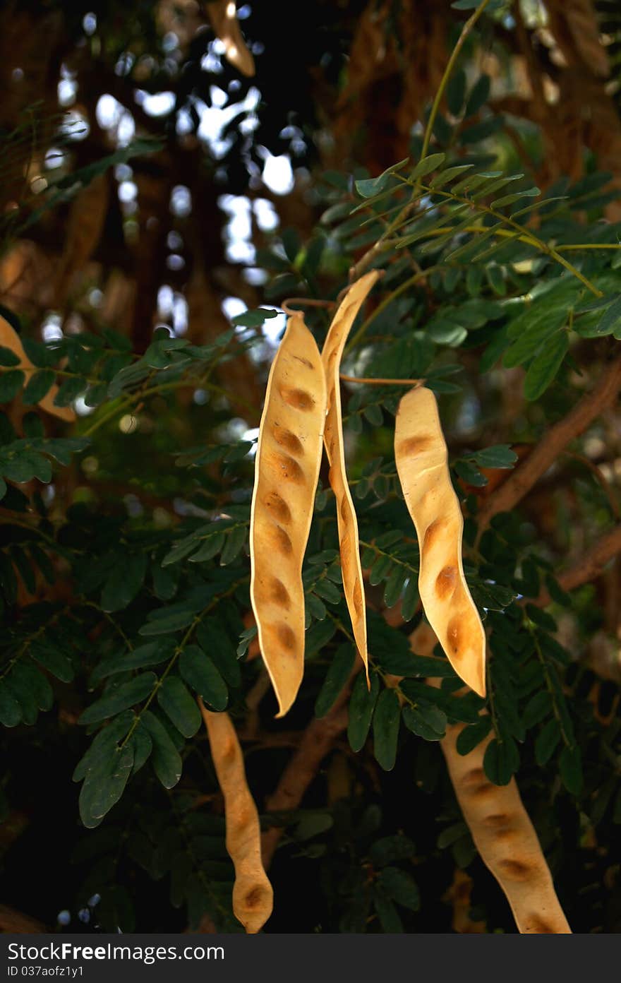 Acacia seeds in pods