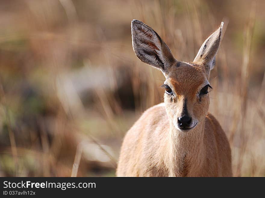 An impala standing in a veld