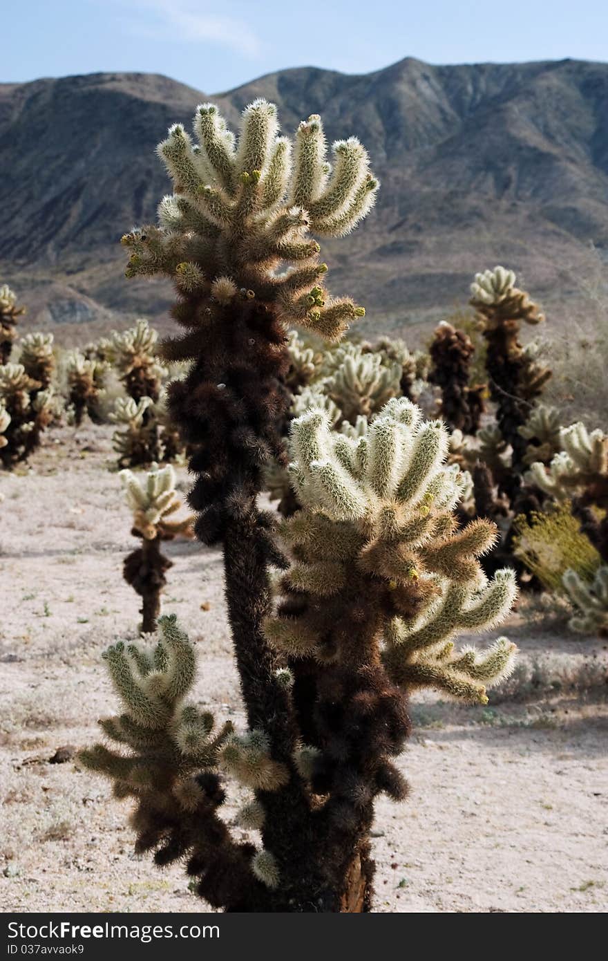 Teddy Bear cholla cacti