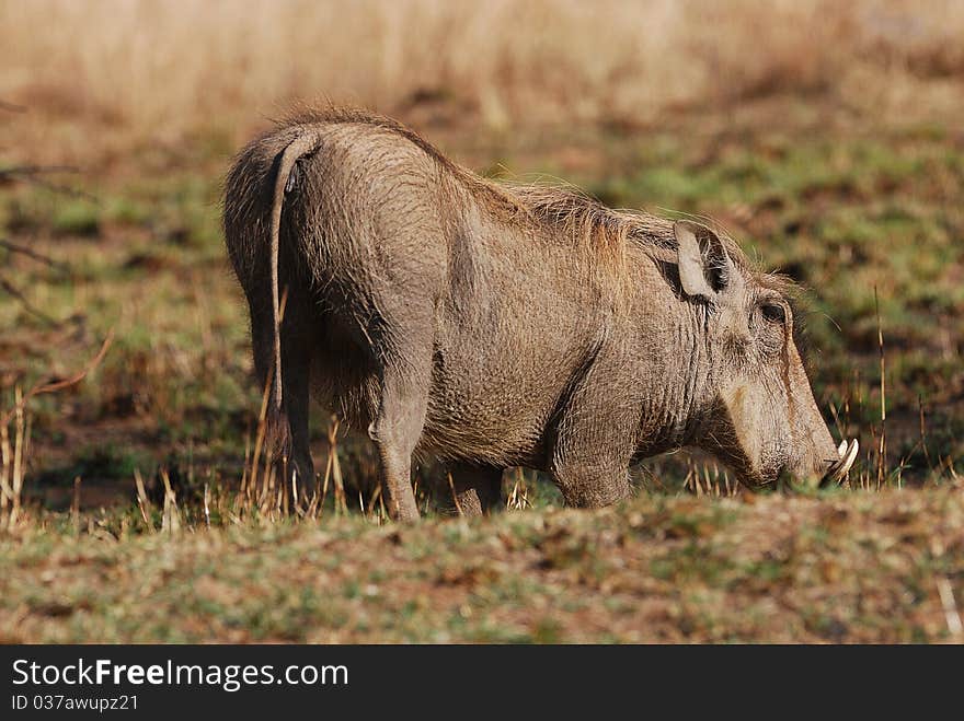 A warthog looking for food in South Africa