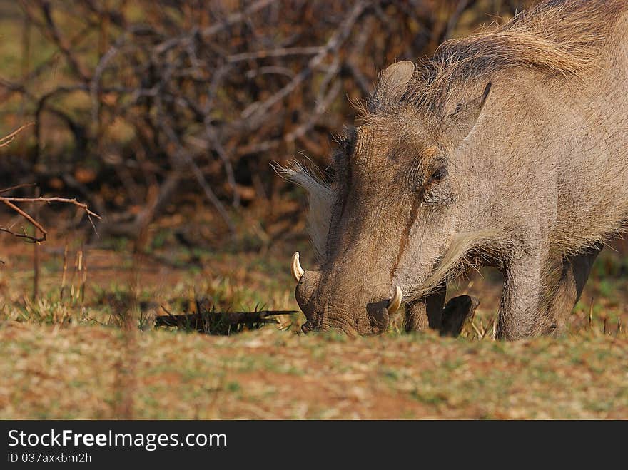 A warthog looking for food