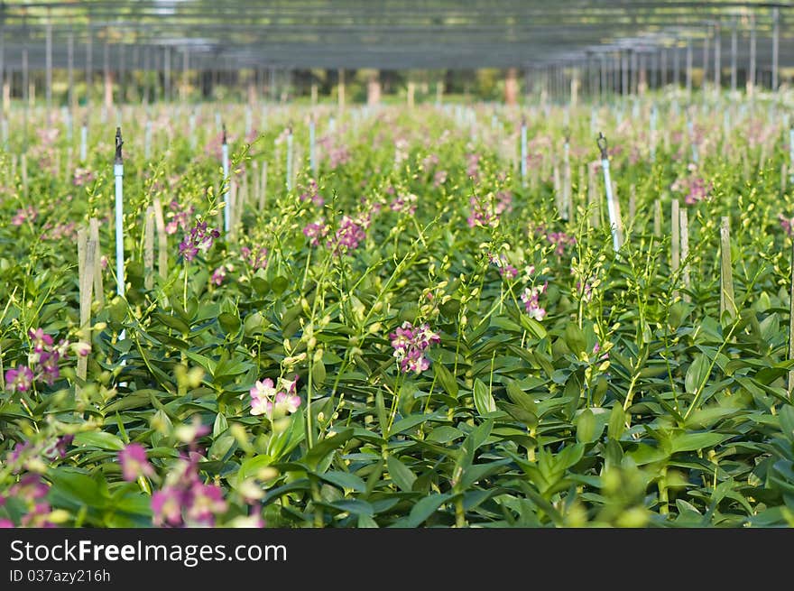 Orchid farm