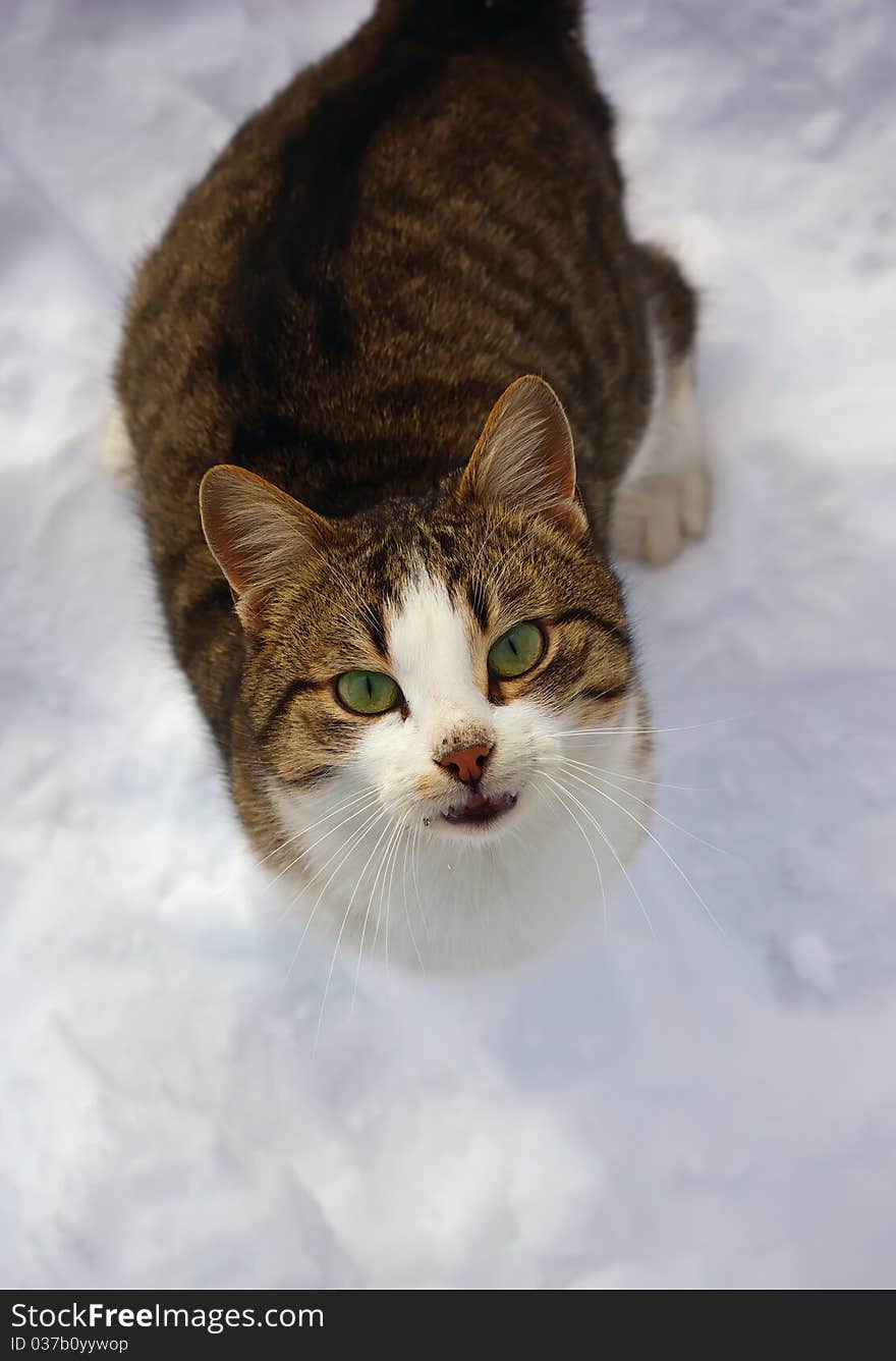 Stripy cat