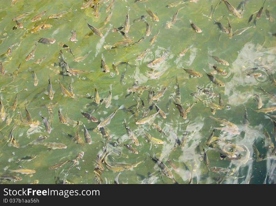 Background with fishes in water