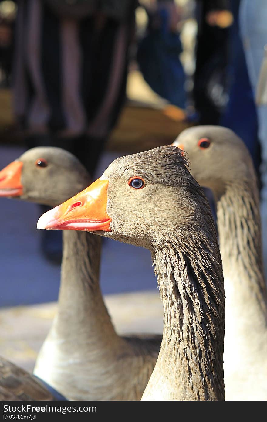 Several gooses walking in the street